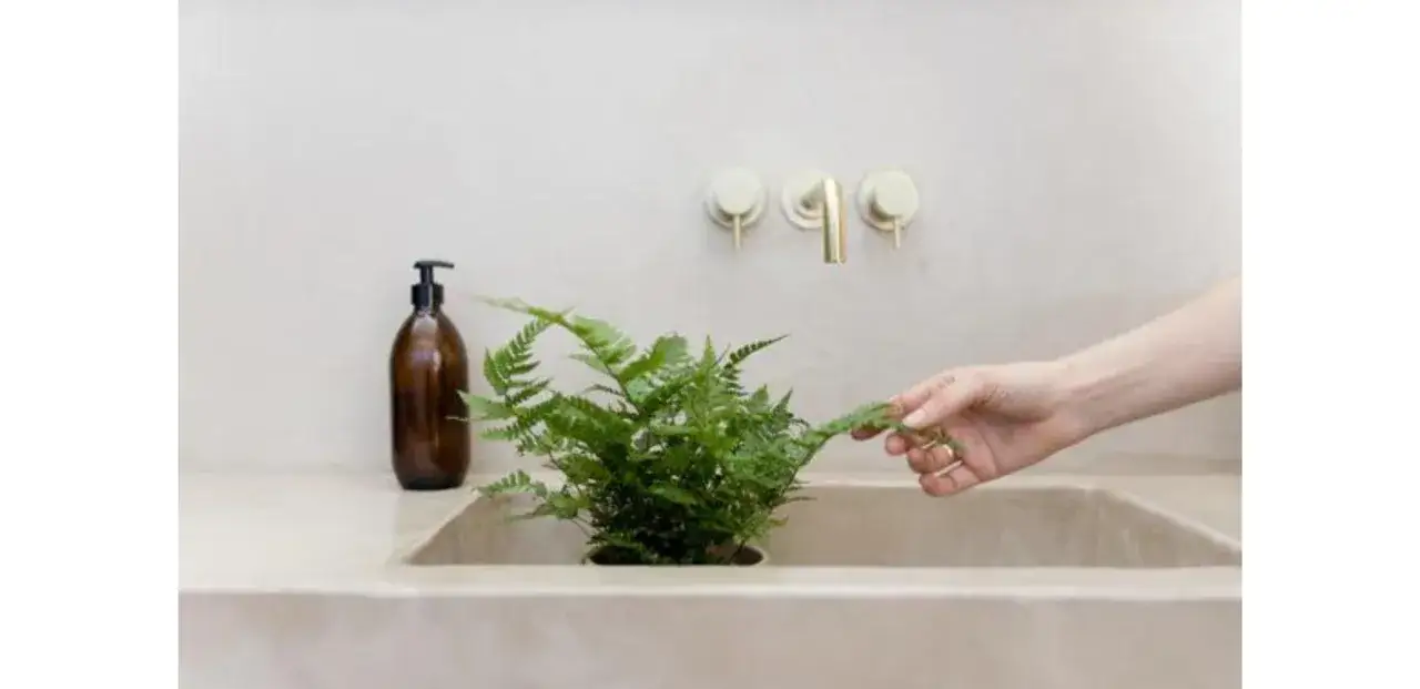 Une main touche une fougère, une plante pour salle de bain, à côté d'un distributeur de savon.
